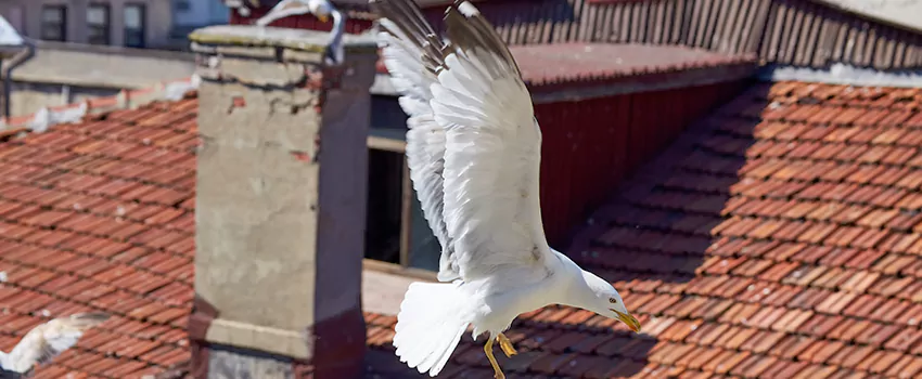 Residential Chimney Animal Removal Solution in Seven Oaks, SC