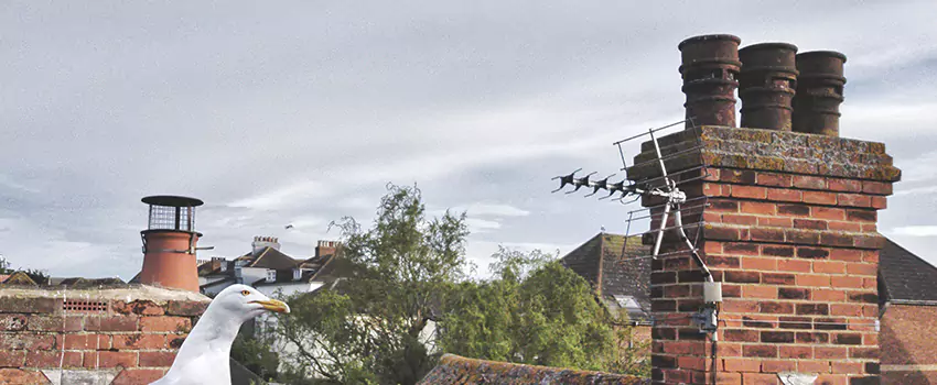 Chimney Cleaning And Restoration in Seven Oaks, South Carolina